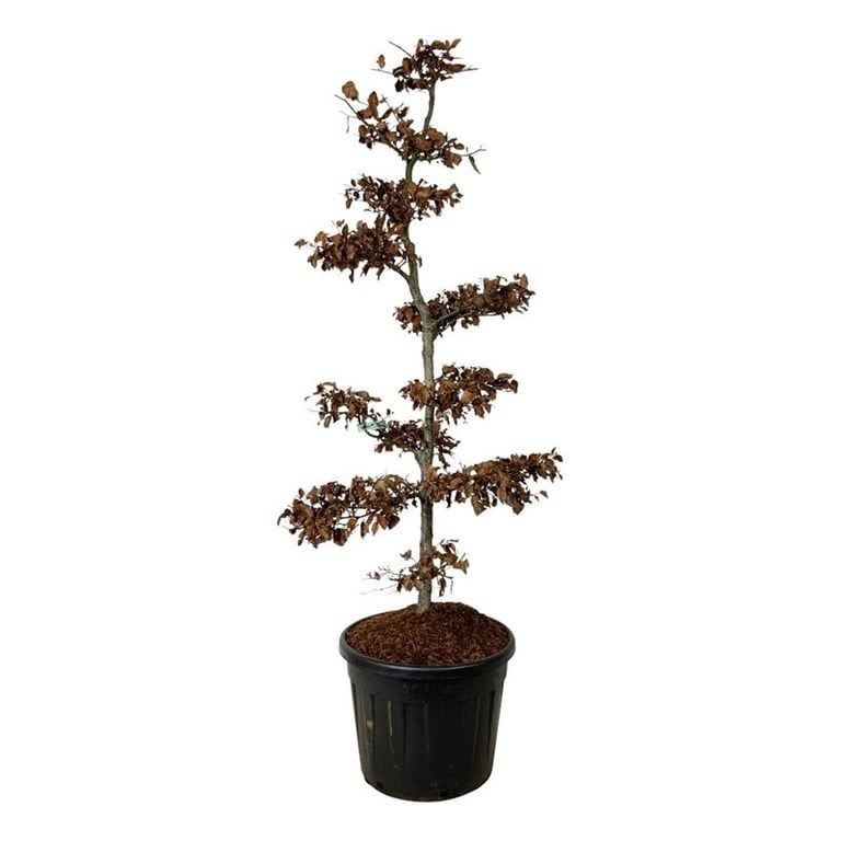 Fagus sylvatica, D 60