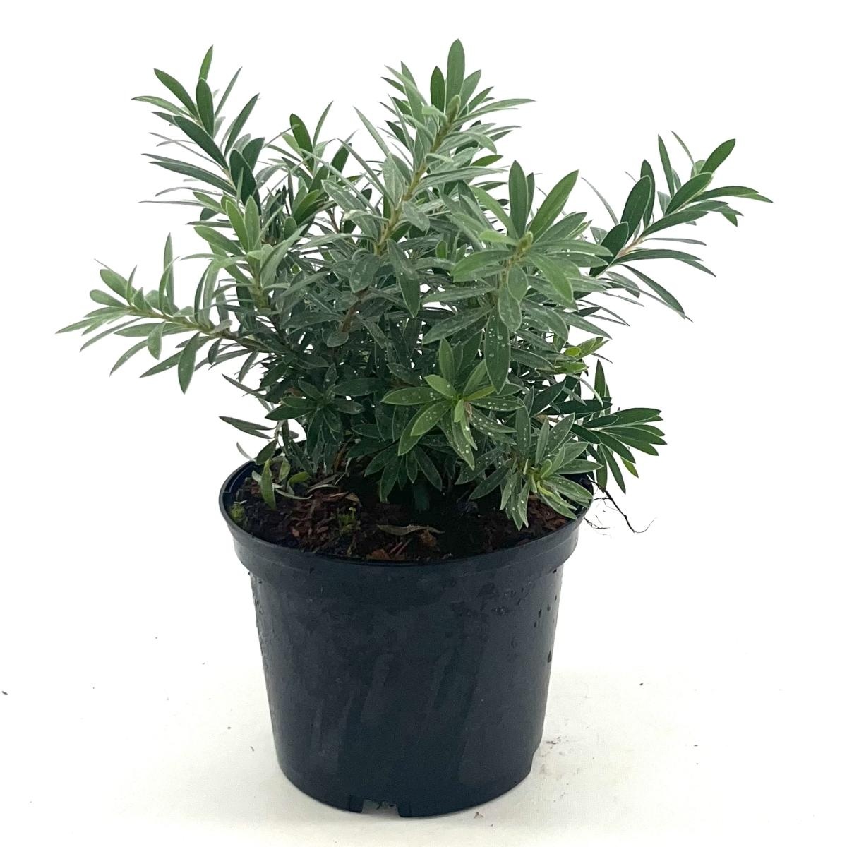 Callistemon vimin. 'Little John', D 17