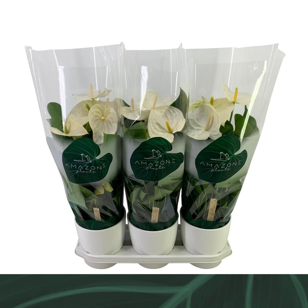 Anthurium wit keramiek 17cm, D 17