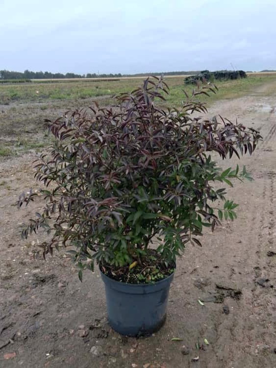 Ligustrum vul. 'Lodense' 60-, D 26