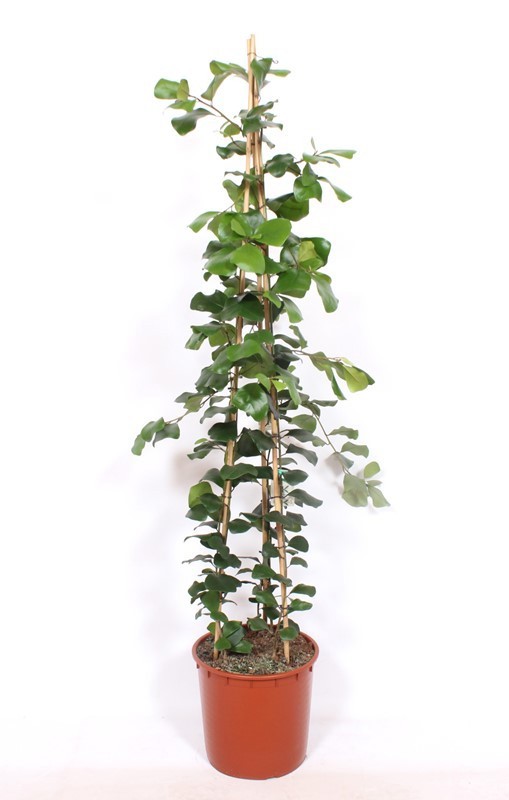 Ficus Trinova, D 34
