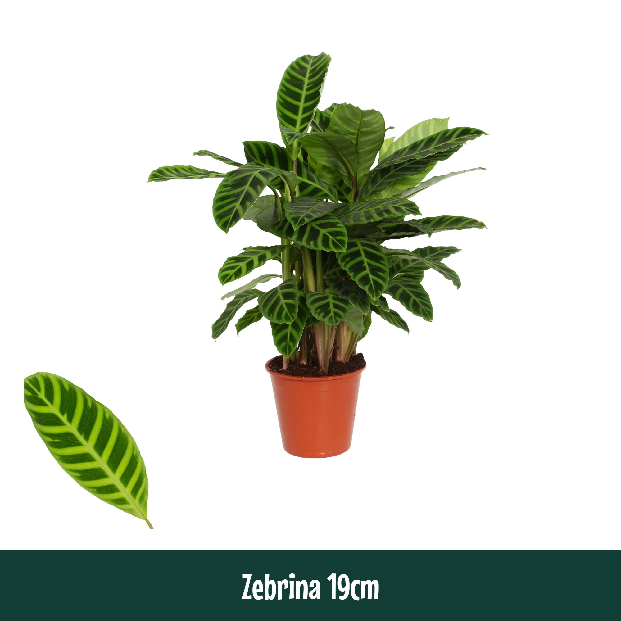 Calathea 19cm Zebrina - Living, D 19