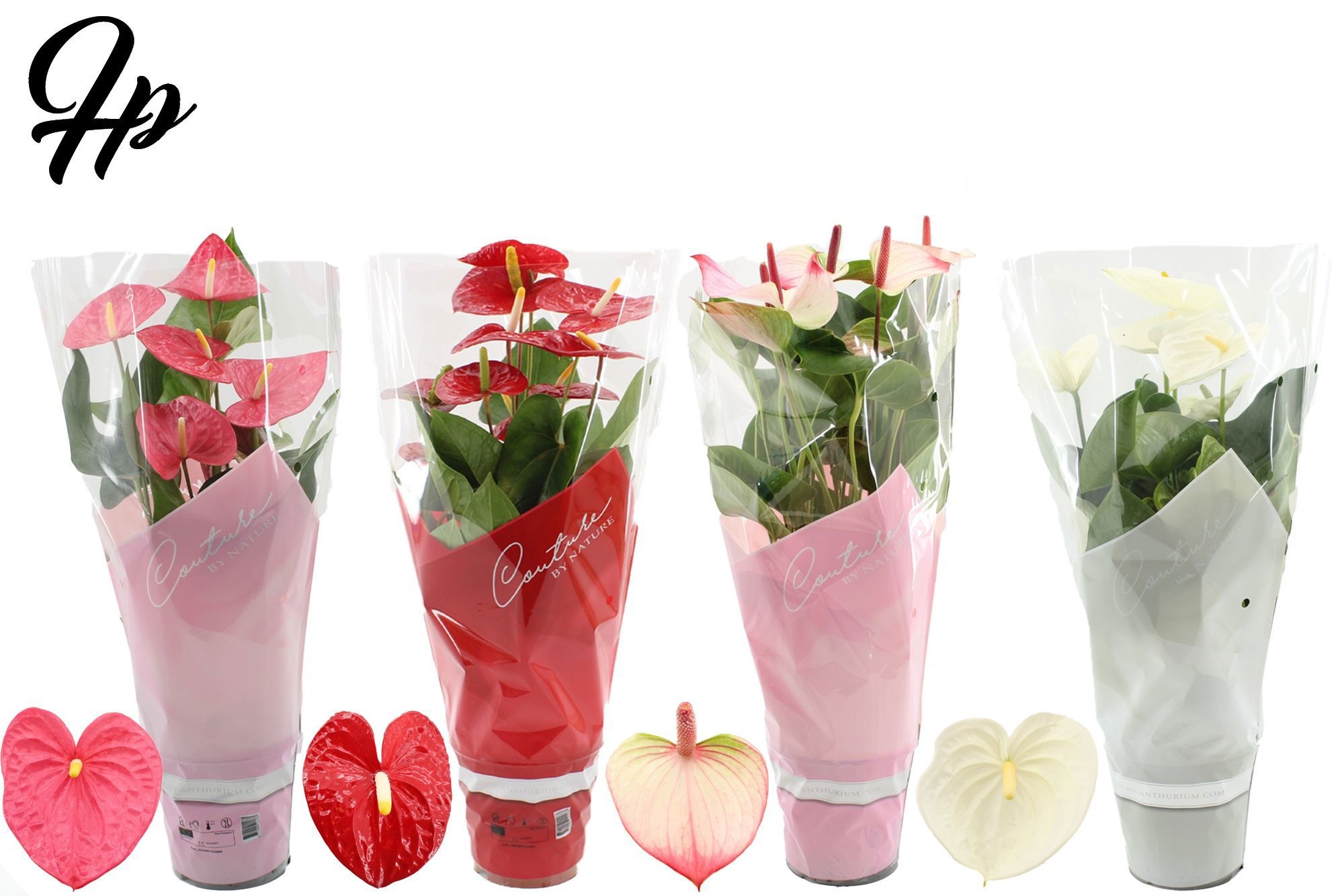 Anthurium 17 cm 4 color mix in Couture sleeve, D 17