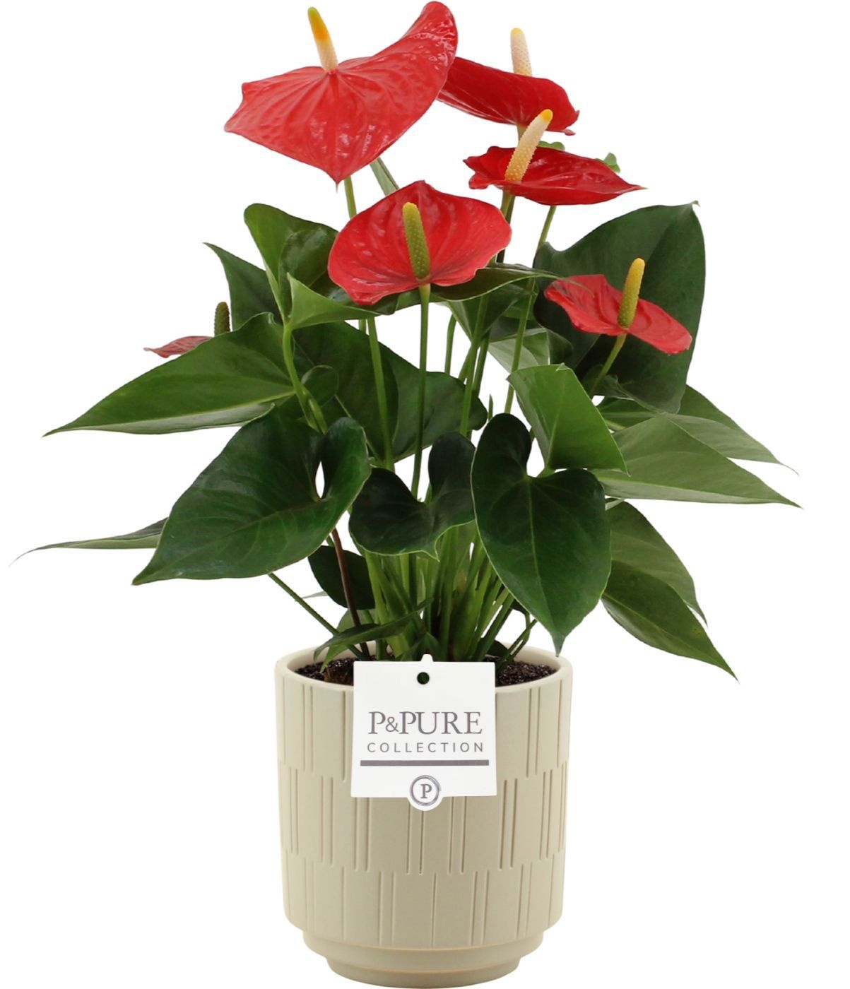 Anthurium Esudo in Pure Tess ceramics, D 12