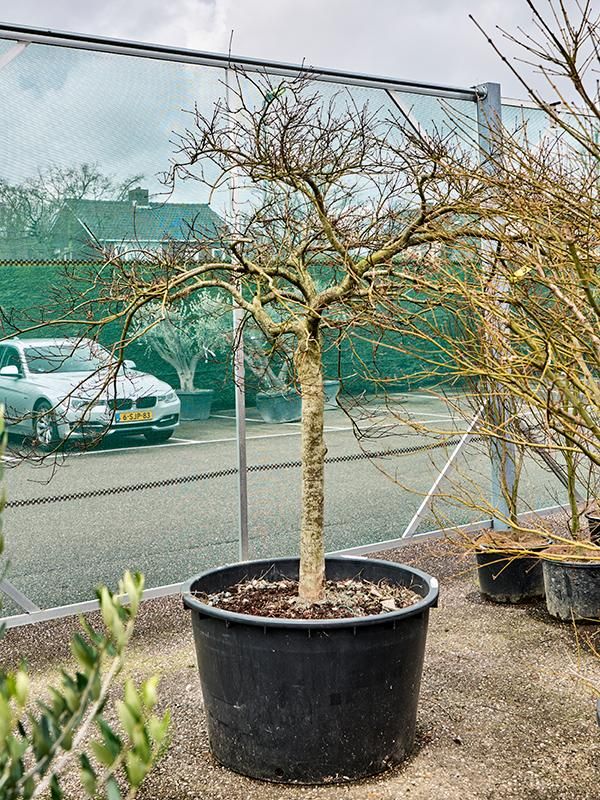 Acer pal. diss. 'Garnet', D 96