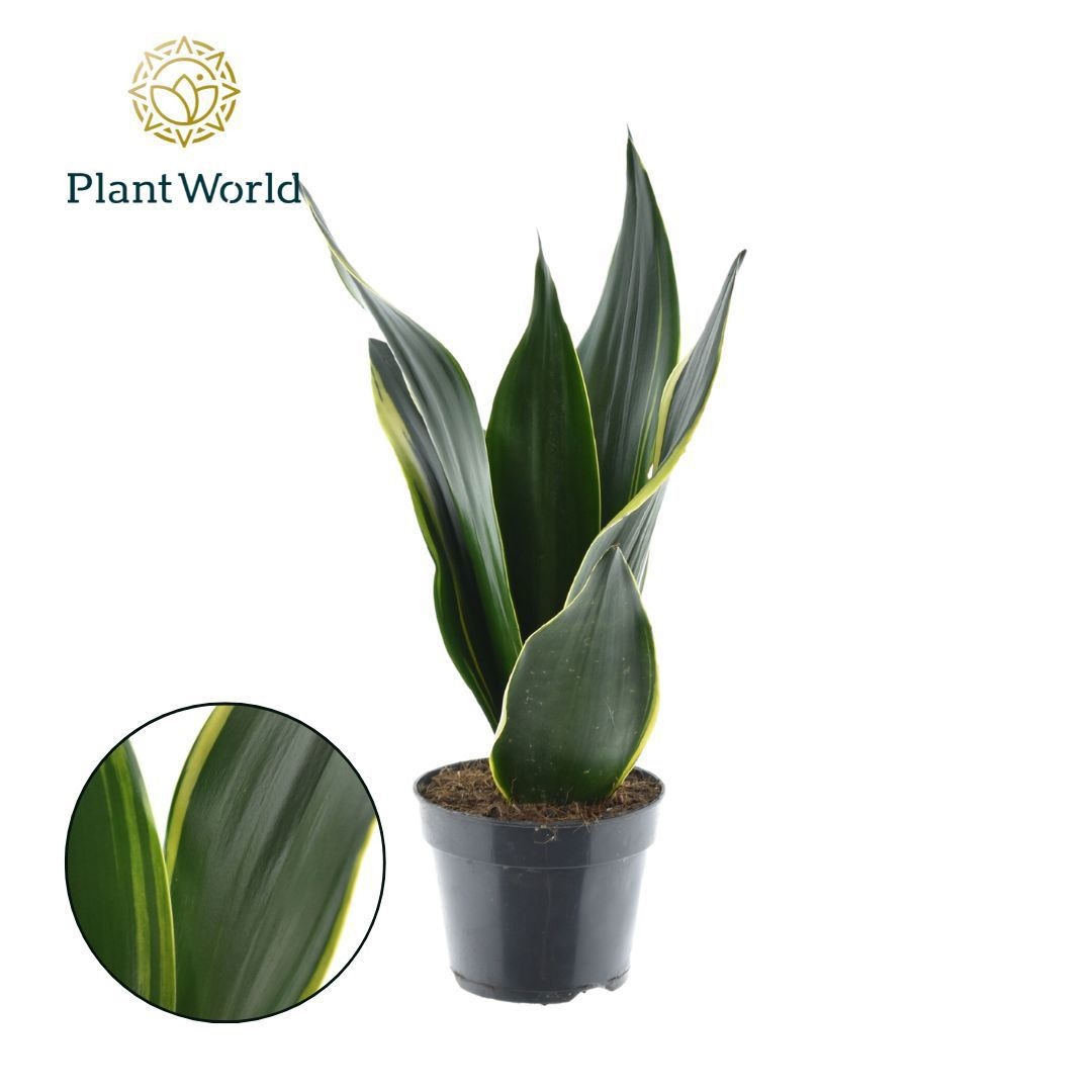 Sansevieria Golden Diamond, D 14