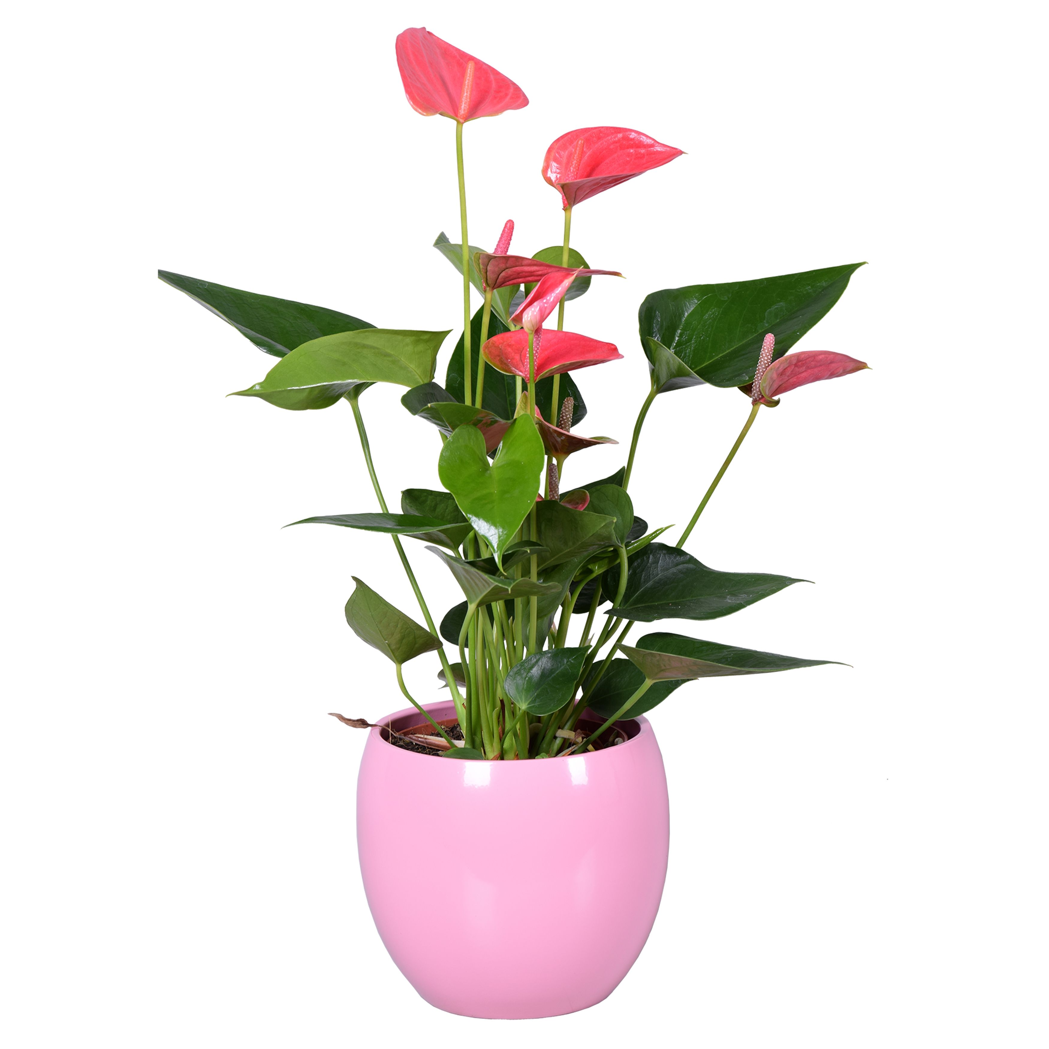 Anthurium Ton sur Ton in roze bolpot, D 13