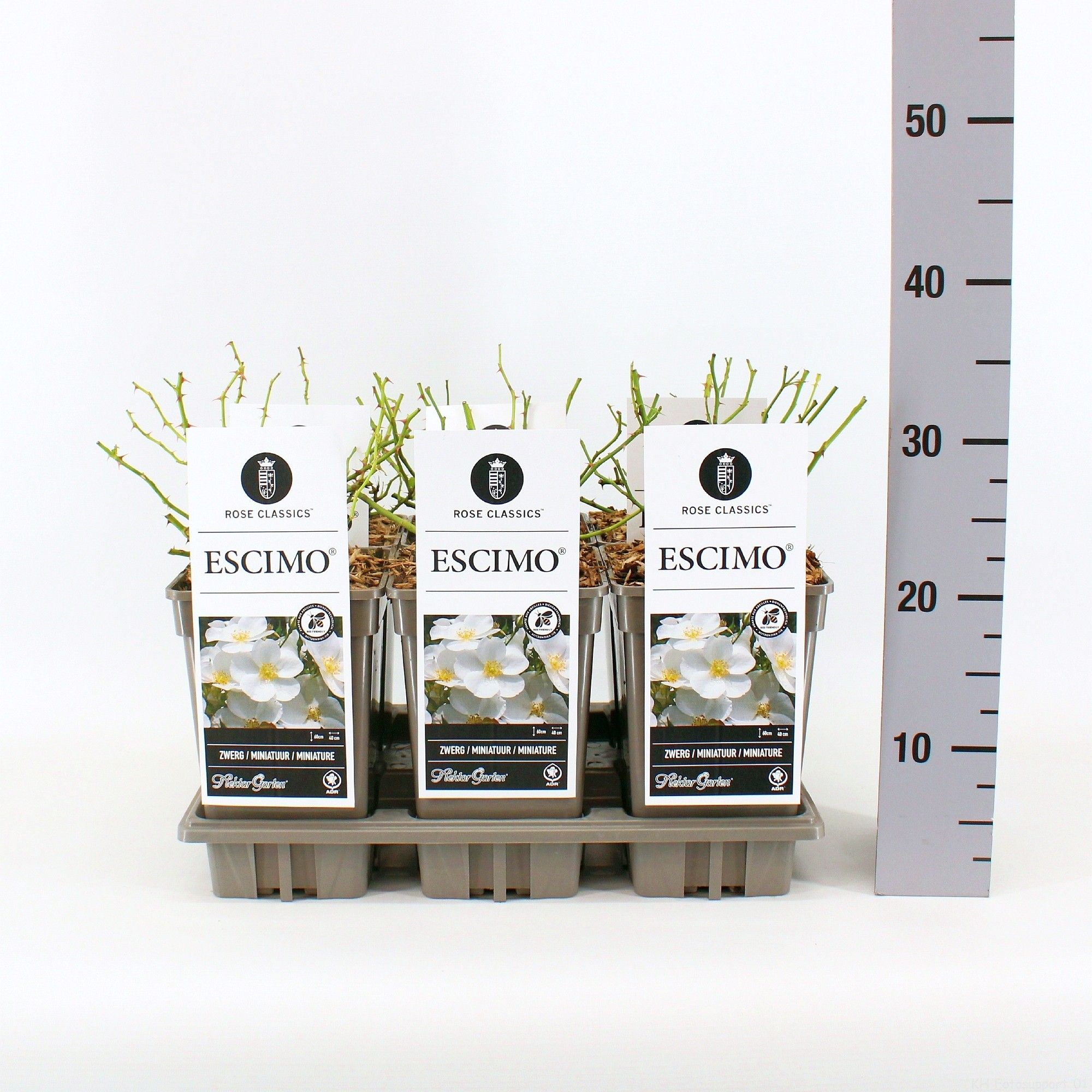 Rosa (H) Escimo ®, C3, D 17