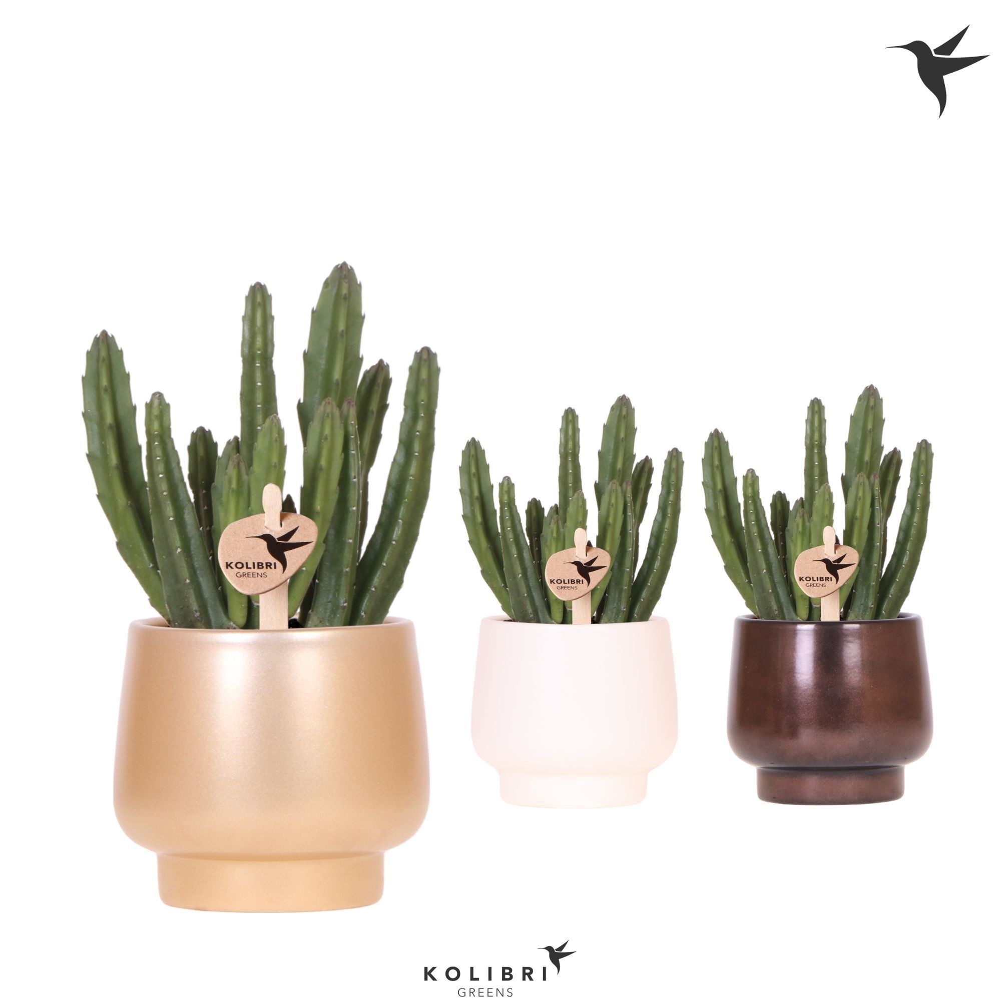 Kolibri Greens Stapelia Leendertziae in Scandic pot gold mix, D 9