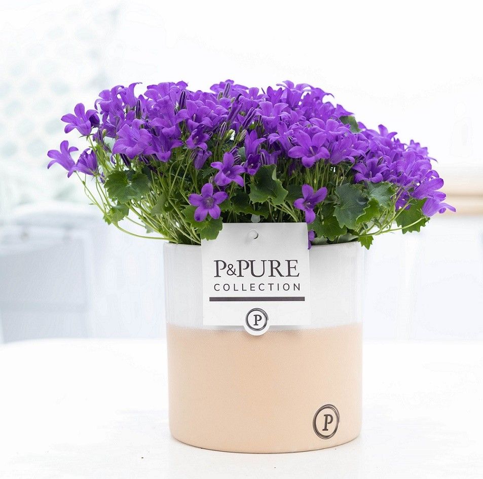 Campanula 'Porto' Pure Rosy, D 13