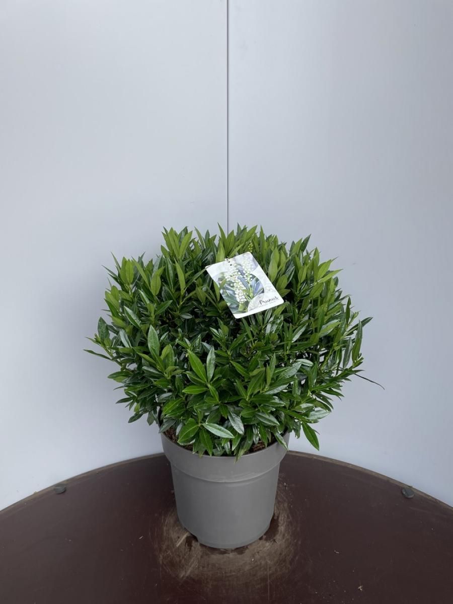 Prunus l. 'Gajo', bol, D 29