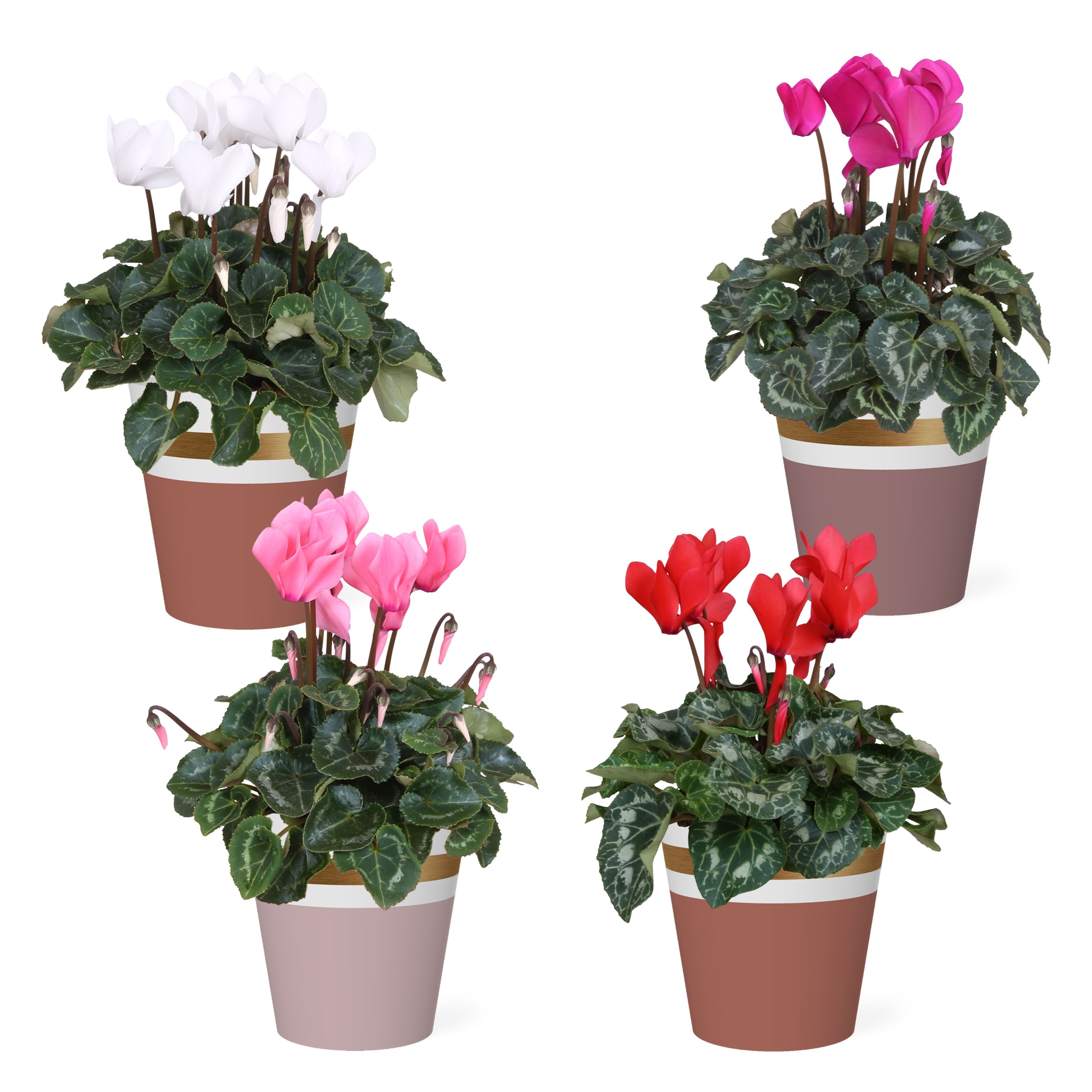 Collectie 'Moments' - Cyclamen in Smartcup Joy, D 12