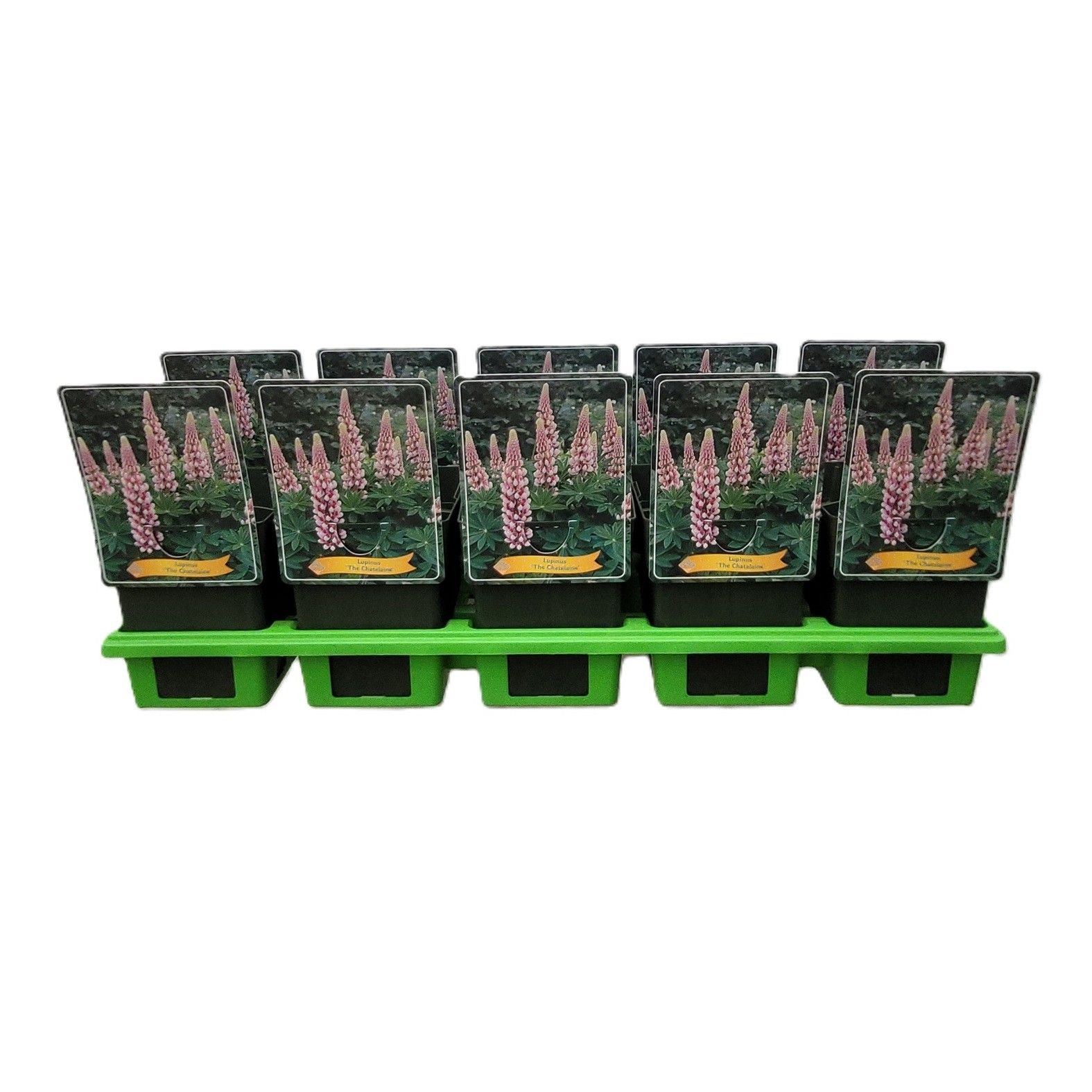 Lupinus 'The Chatelaine' P11, D 11