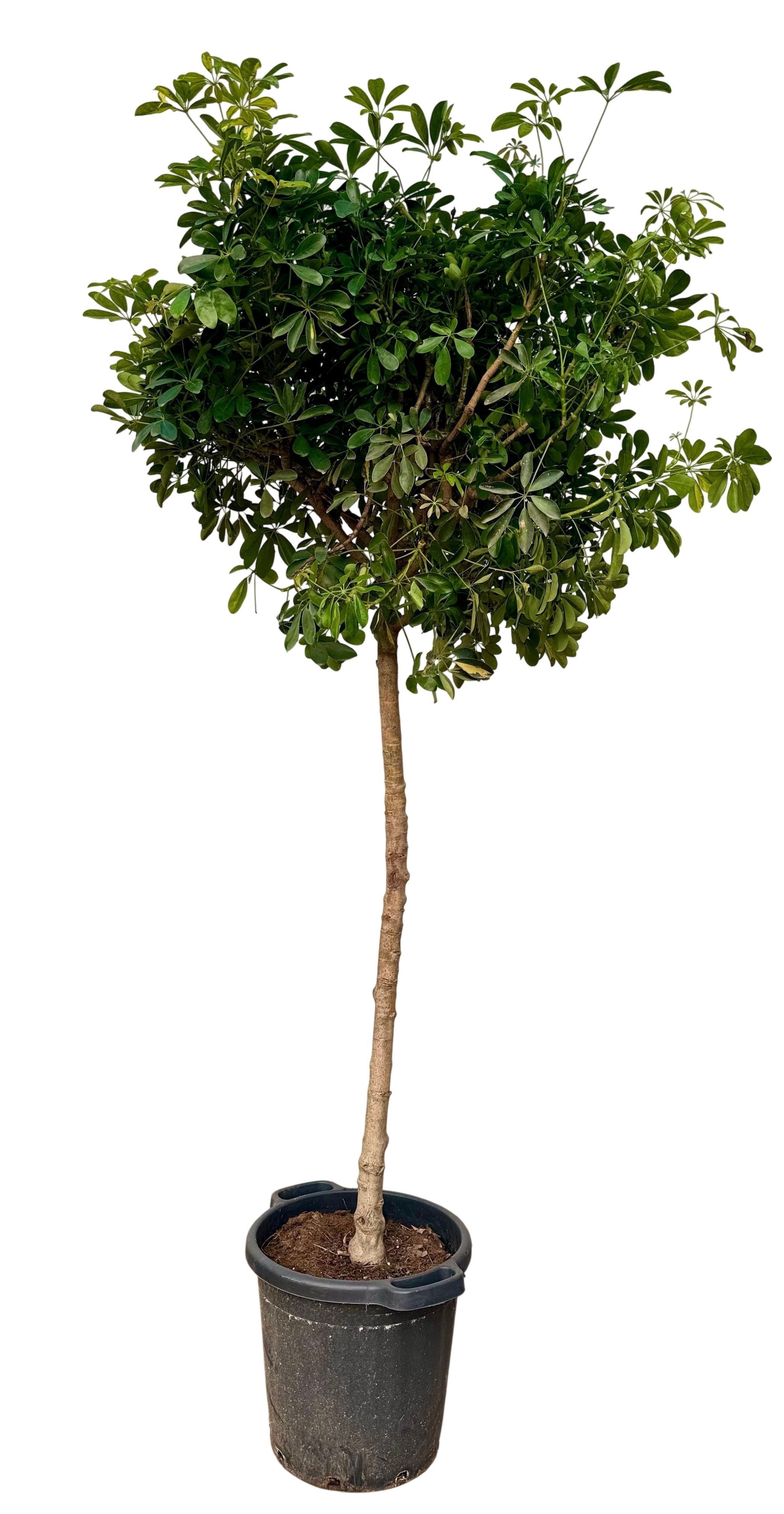 Schefflera arboricula gold capella P44 XL, D 44