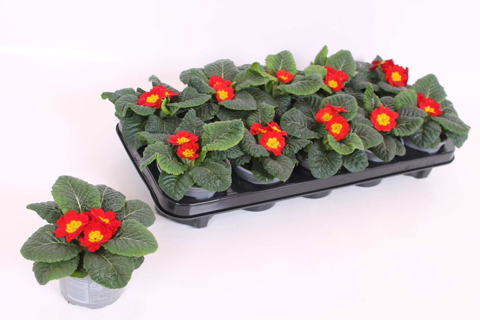Primula Acaulis P10.5 - Red, D 10,5