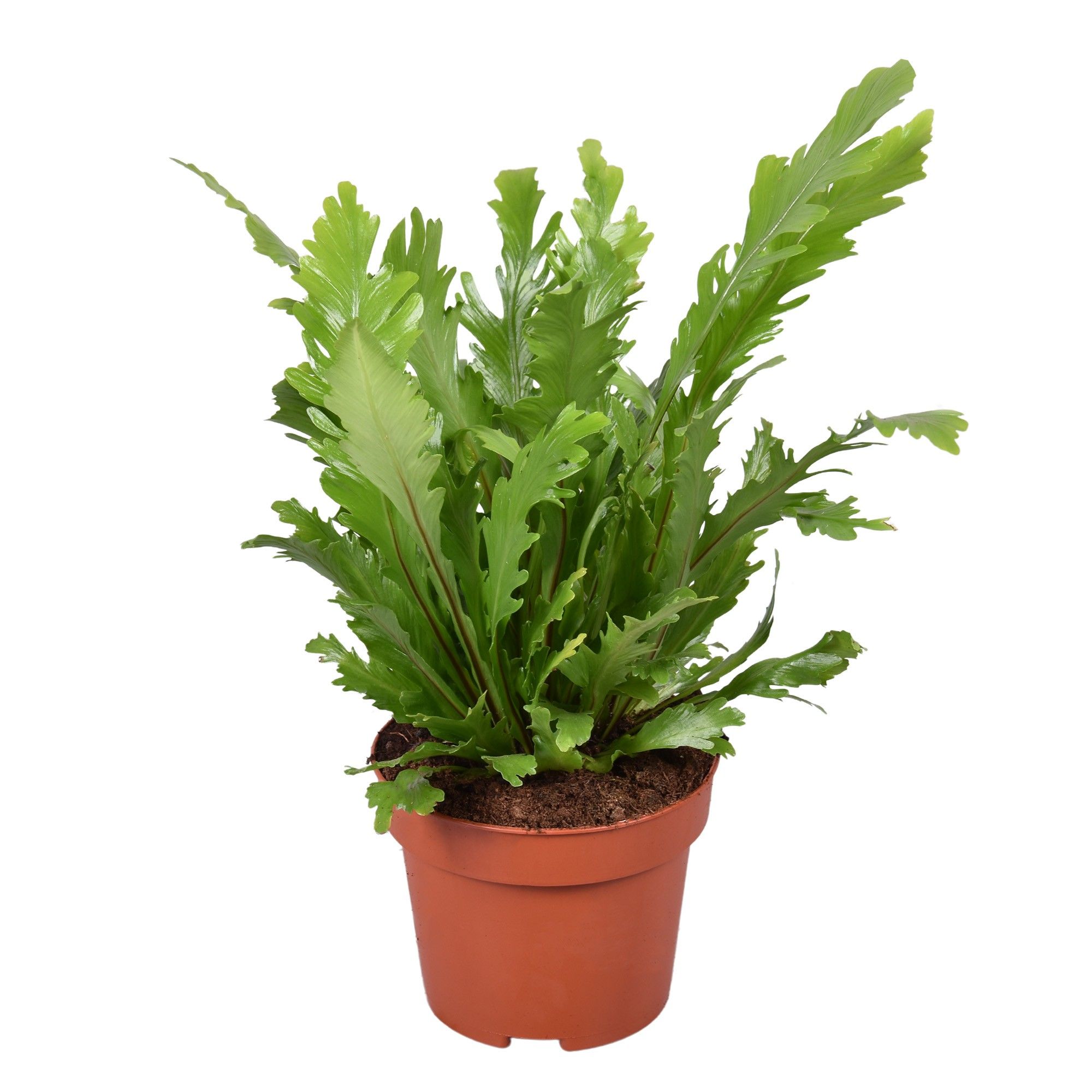 Asplenium Campio, D 12