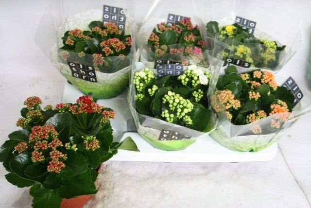 Gevuld 15 cm gemengd 4 kleuren, D 15