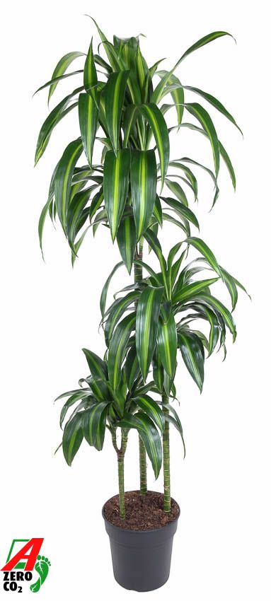 Dracaena Hawaiiana 90-60-30, D 24
