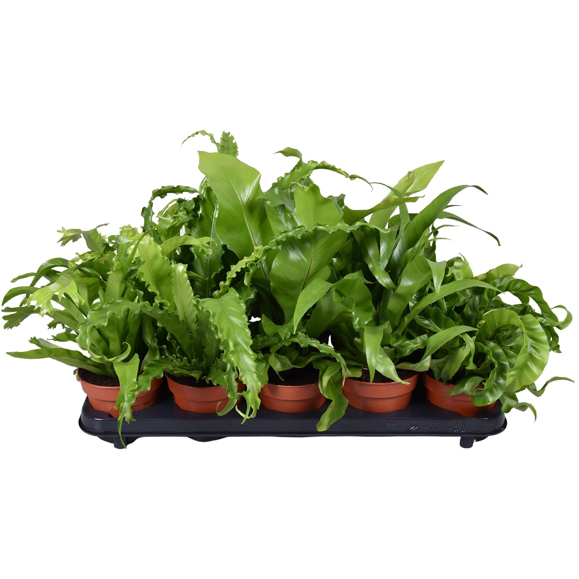 Asplenium Gemengd, minimaal 4 soorten, D 12