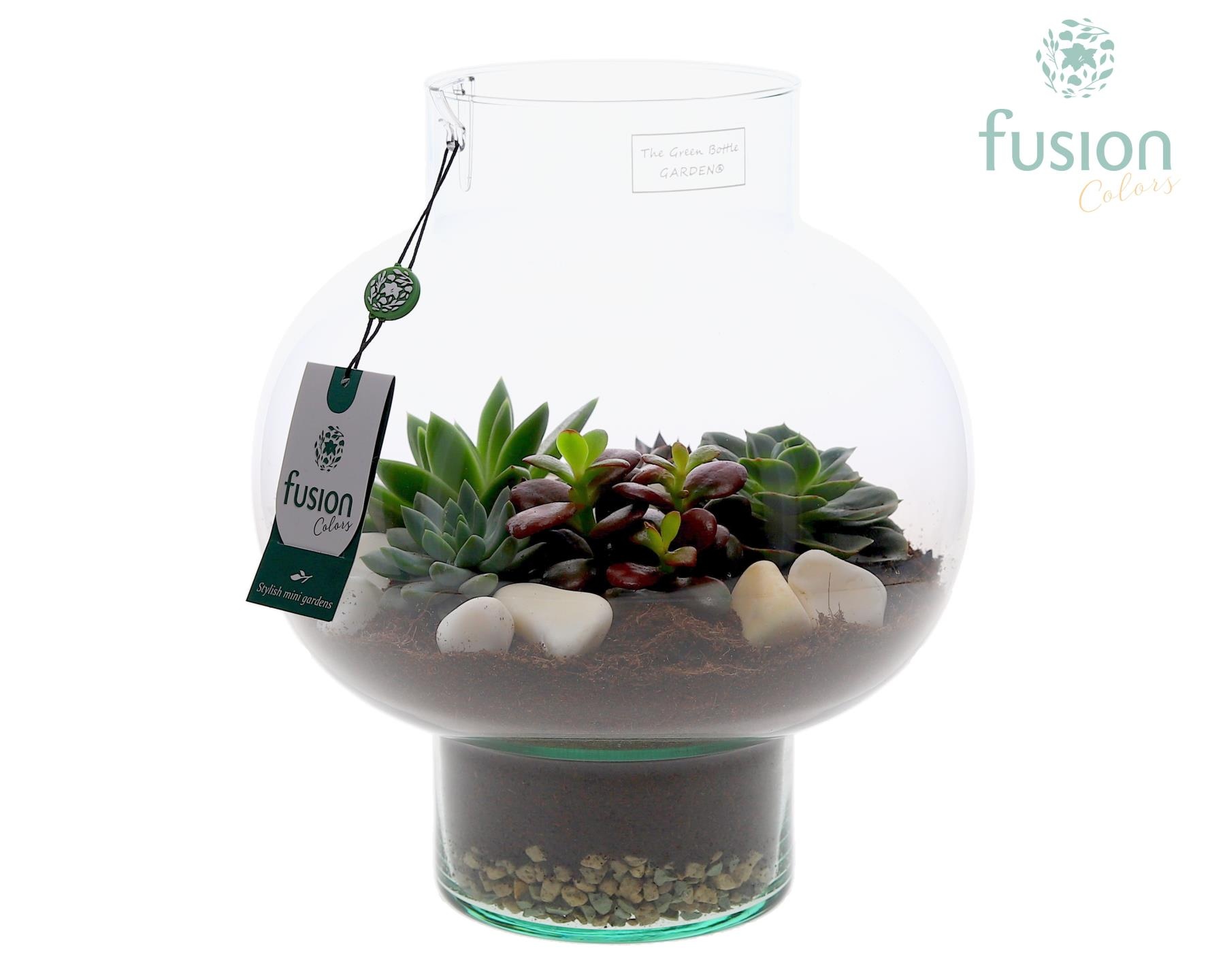 Green Bottle Laura Medium met Succulenten, D 26