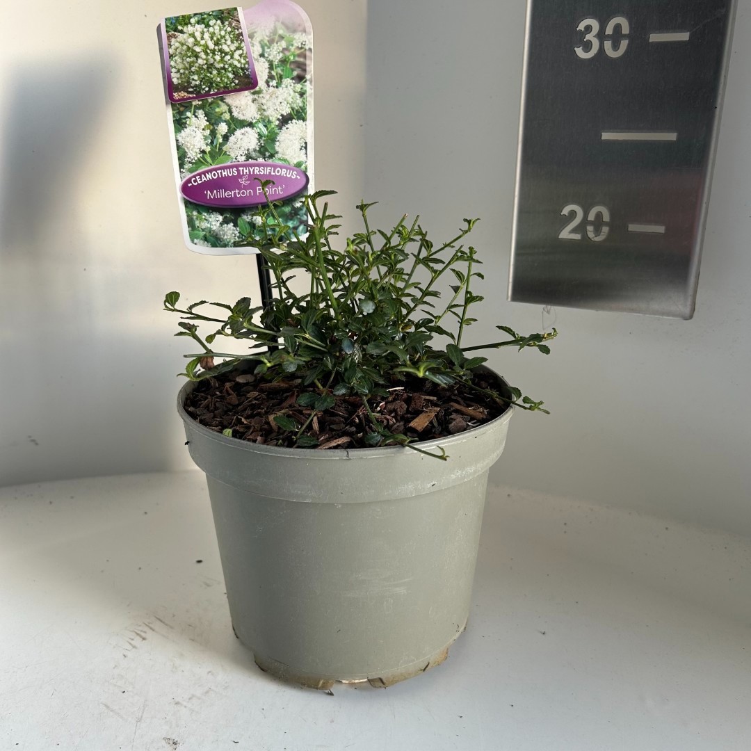 Ceanothus Millerton Point, D 17