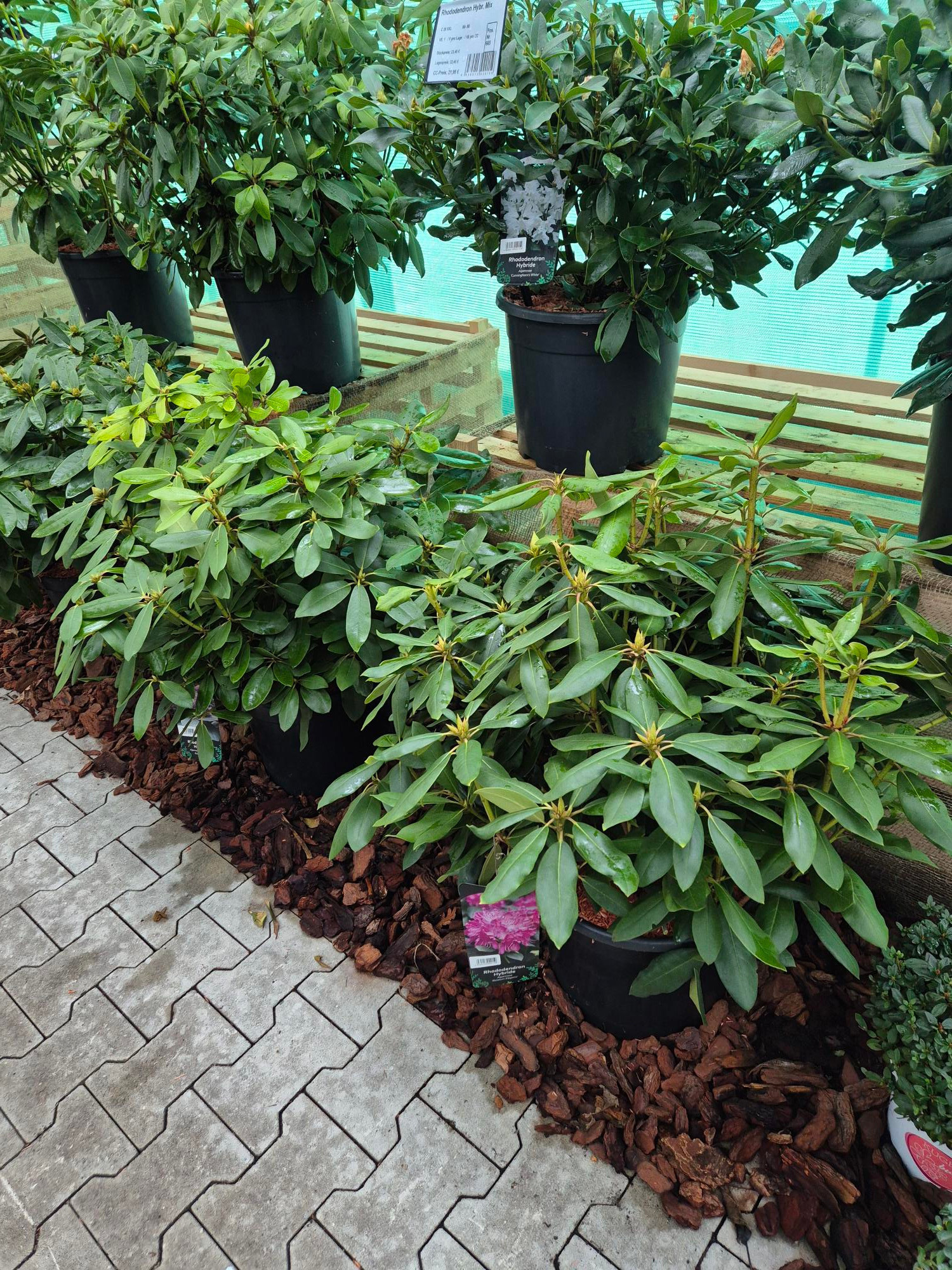 Rhododendron hyb. Mix C20, D 34