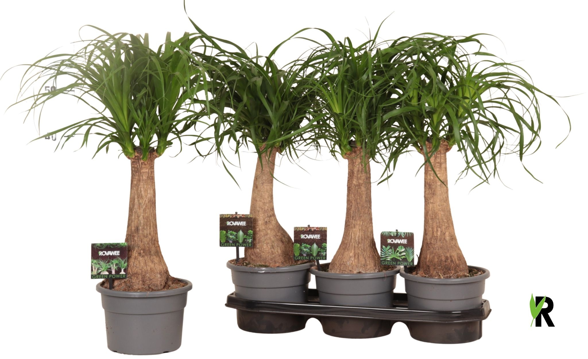 Beaucarnea rec. rechte stam in fust 7319, D 19