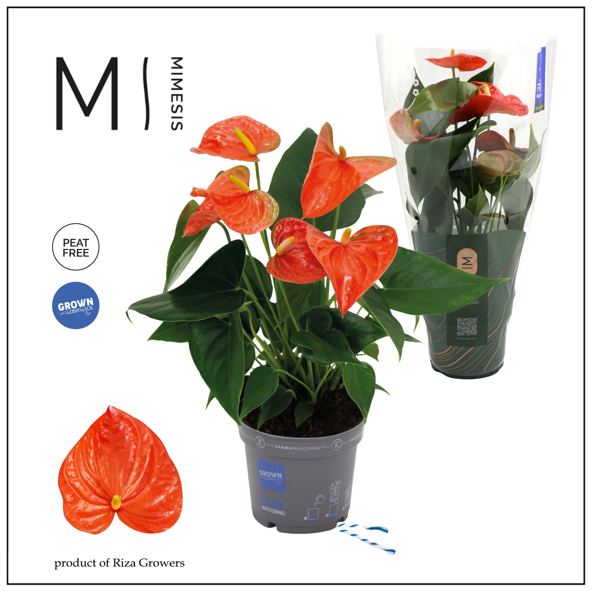 Mimesis Anthurium KARMA Orange - 12cm, D 12