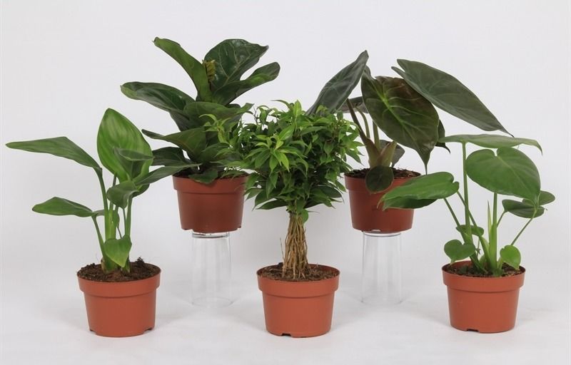 Groen Mix 12cm - Royal, D 12