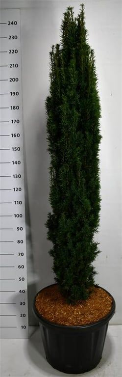 Taxus b. 'Fastigiata Robusta', D 58
