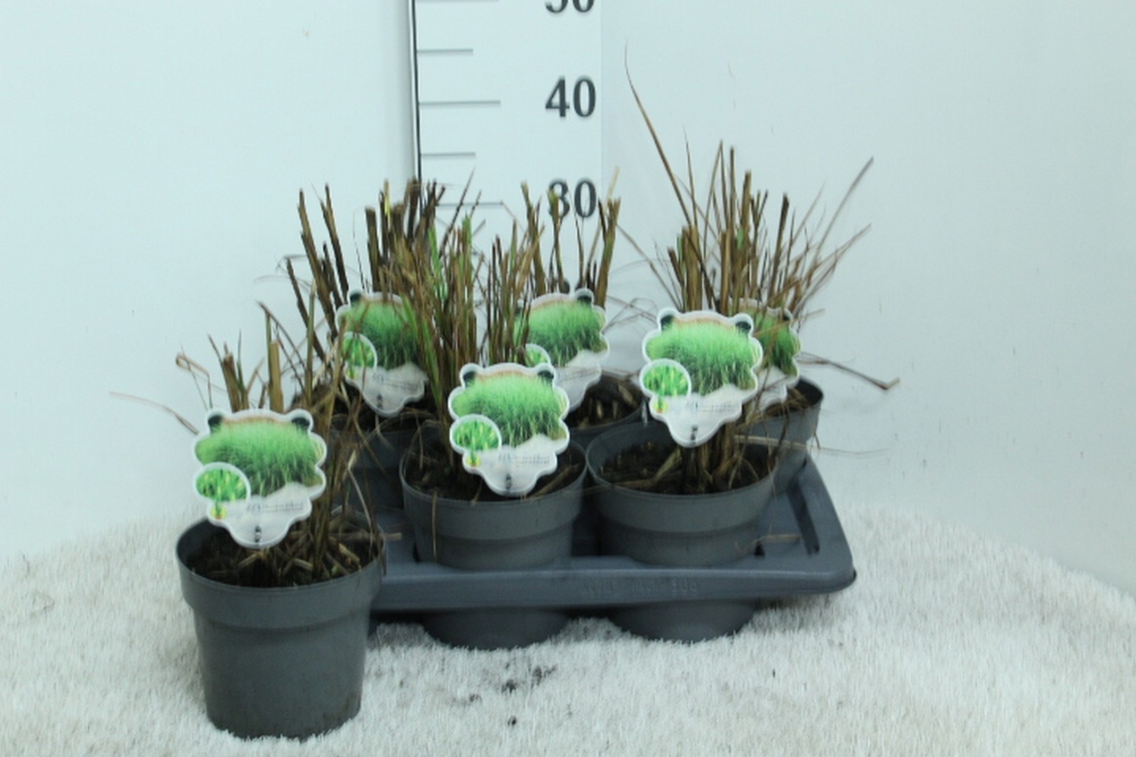 Miscanthus sin. 'Pünktchen' P17, D 17