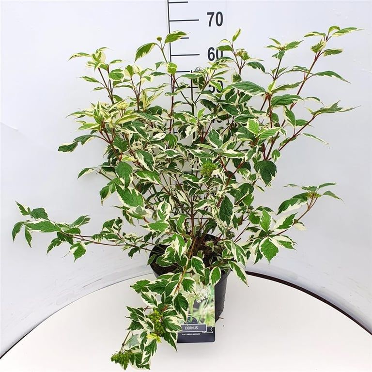 Cornus alba 'Elegantissima', D 28