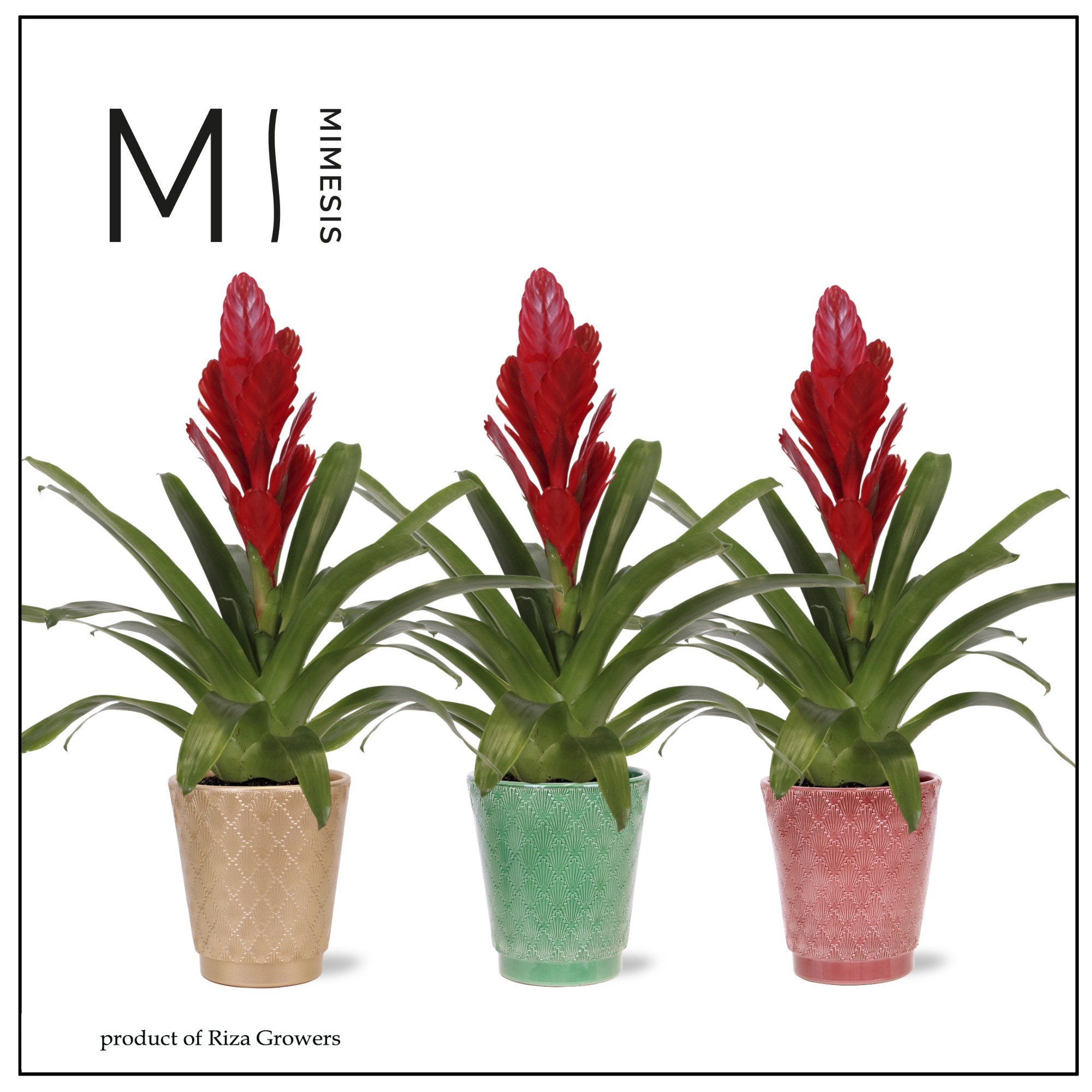 Vriesea Intenso Red - 12cm in Dublin | Mimesis, D 12