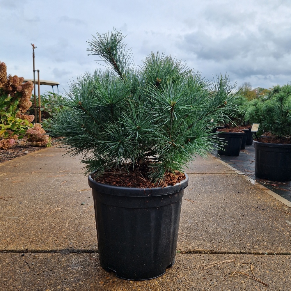 Pinus strobus 'Bergman's Mini', D 32 cm