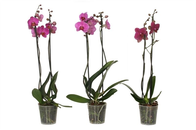 Phal purple 2T14+, D 12