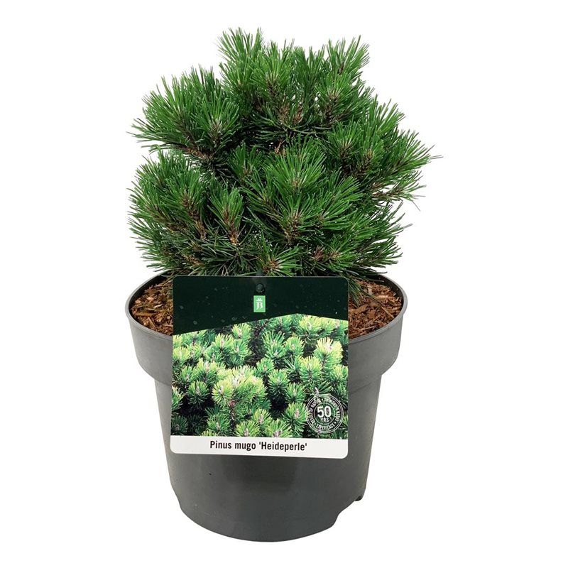 Pinus mugo 'Heideperle', D 21