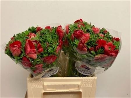 Анемон Галил Рэд 35 (красн.), шт.