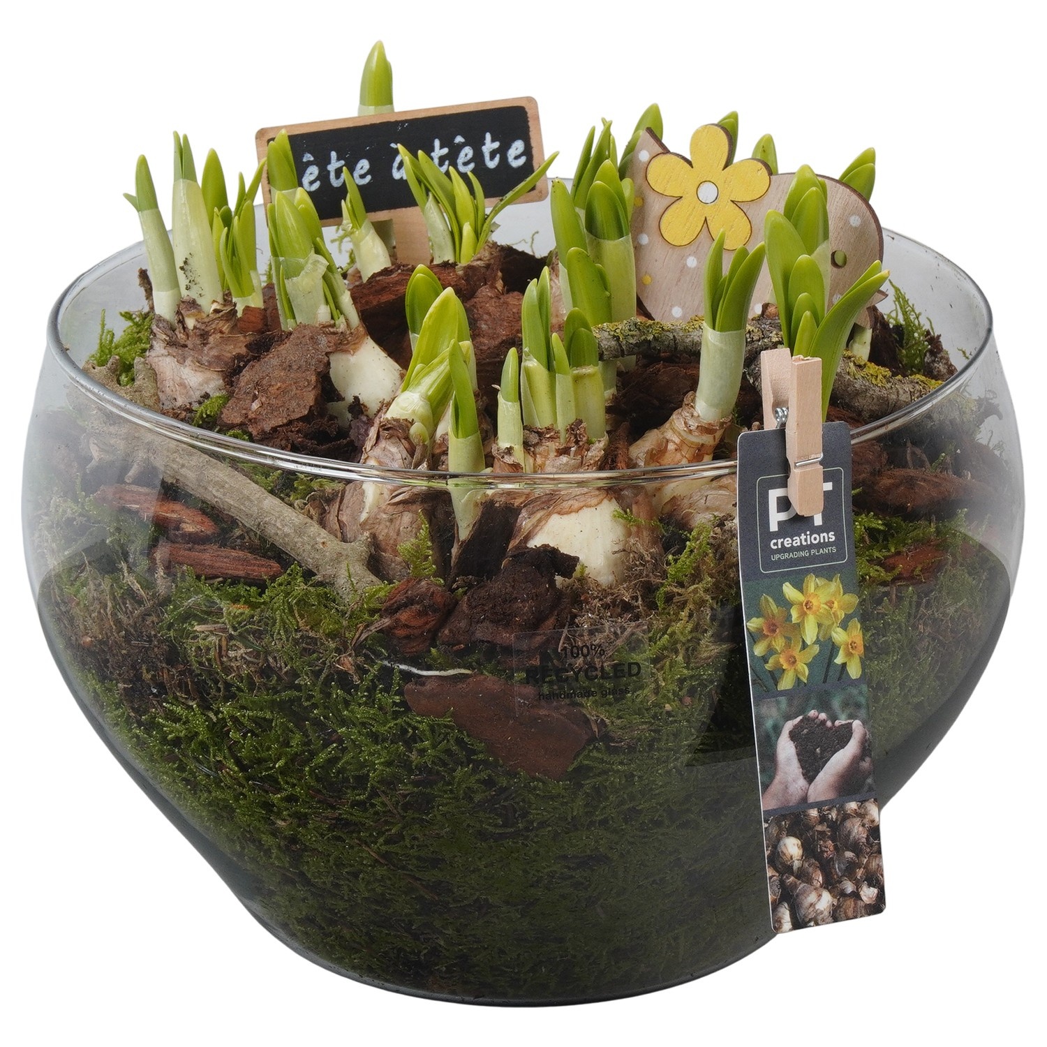 PTN8751 Arrangement Narcissus in glas schaal, D 23