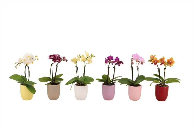 Hugo p06 mix paradise Phal Tiny Dolls mix 2T10+ Aqu@, D 6