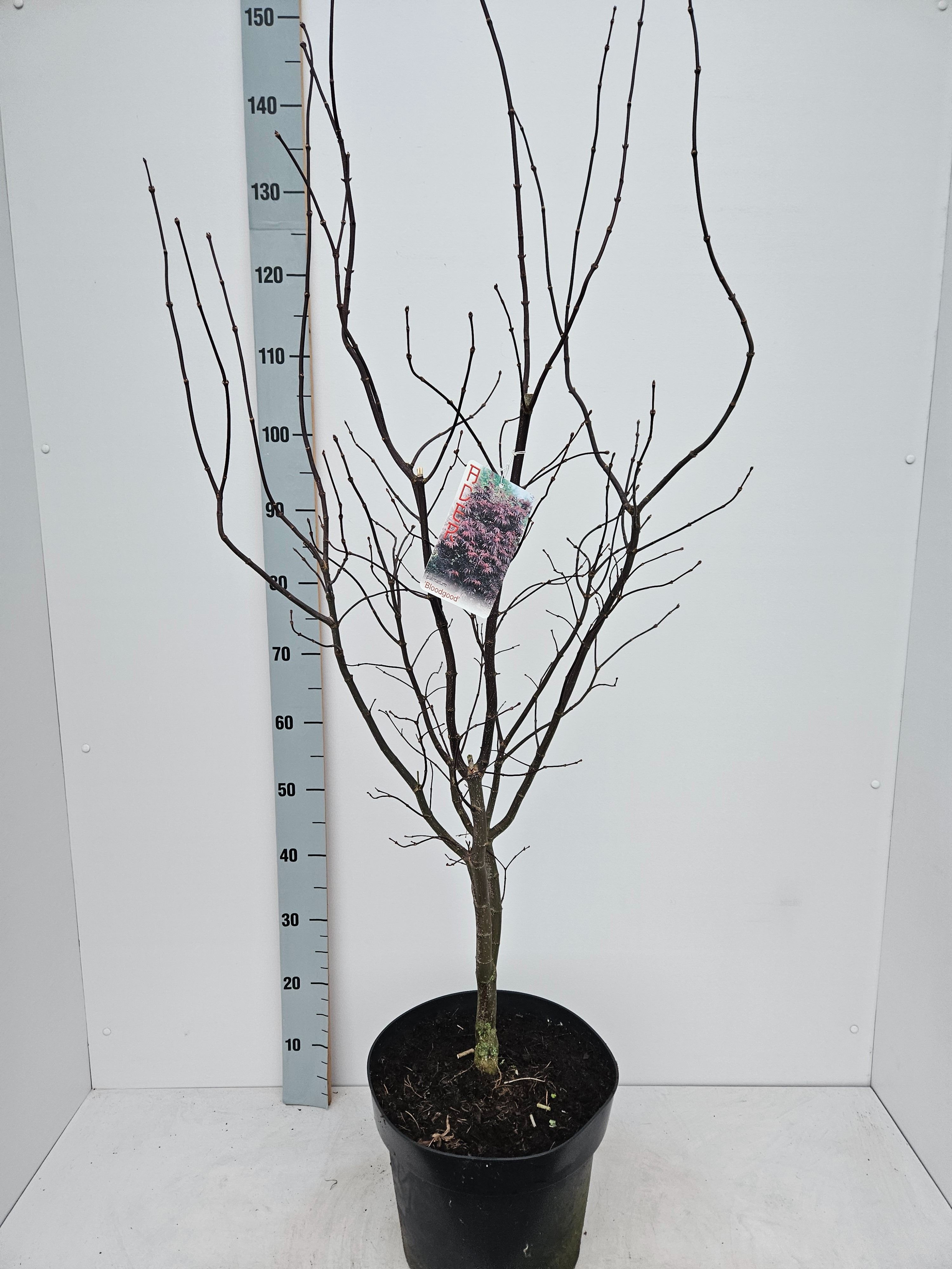 Acer palmatum 'Bloodgood', D 31