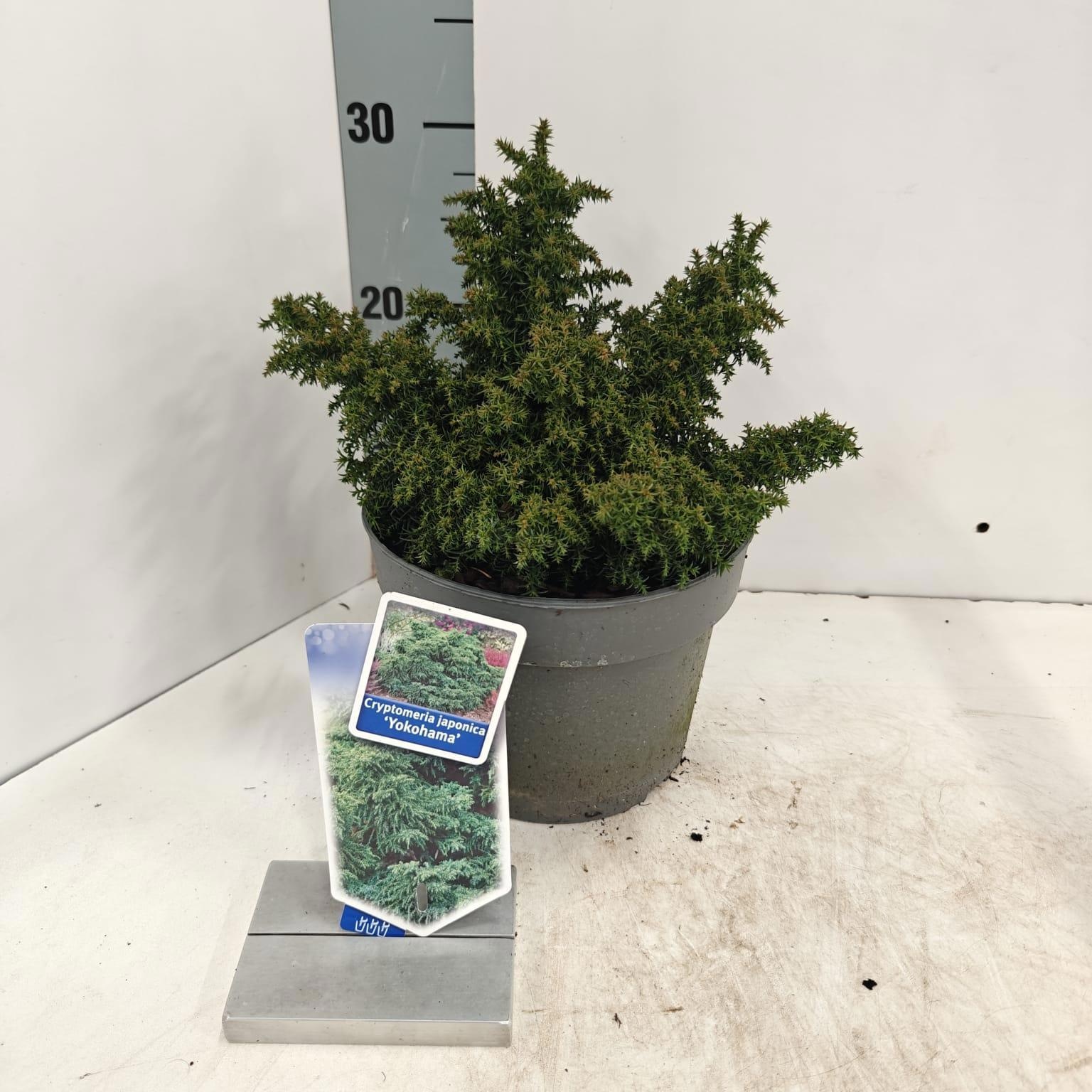 Cryptomeria j. ‘Yokohama’, D 19