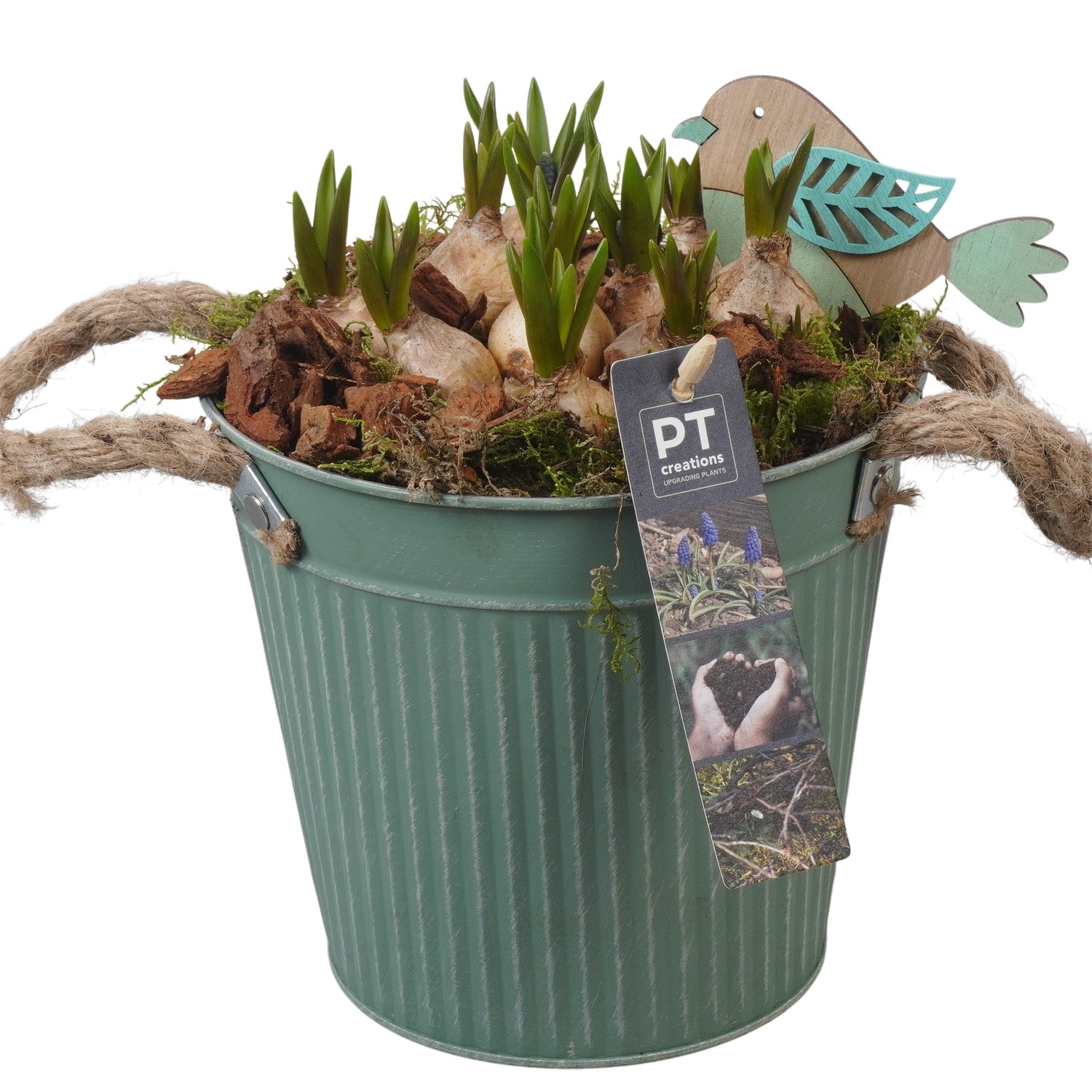 PTMB6175 Arrangement Muscari Blue in zink sierpot, D 16