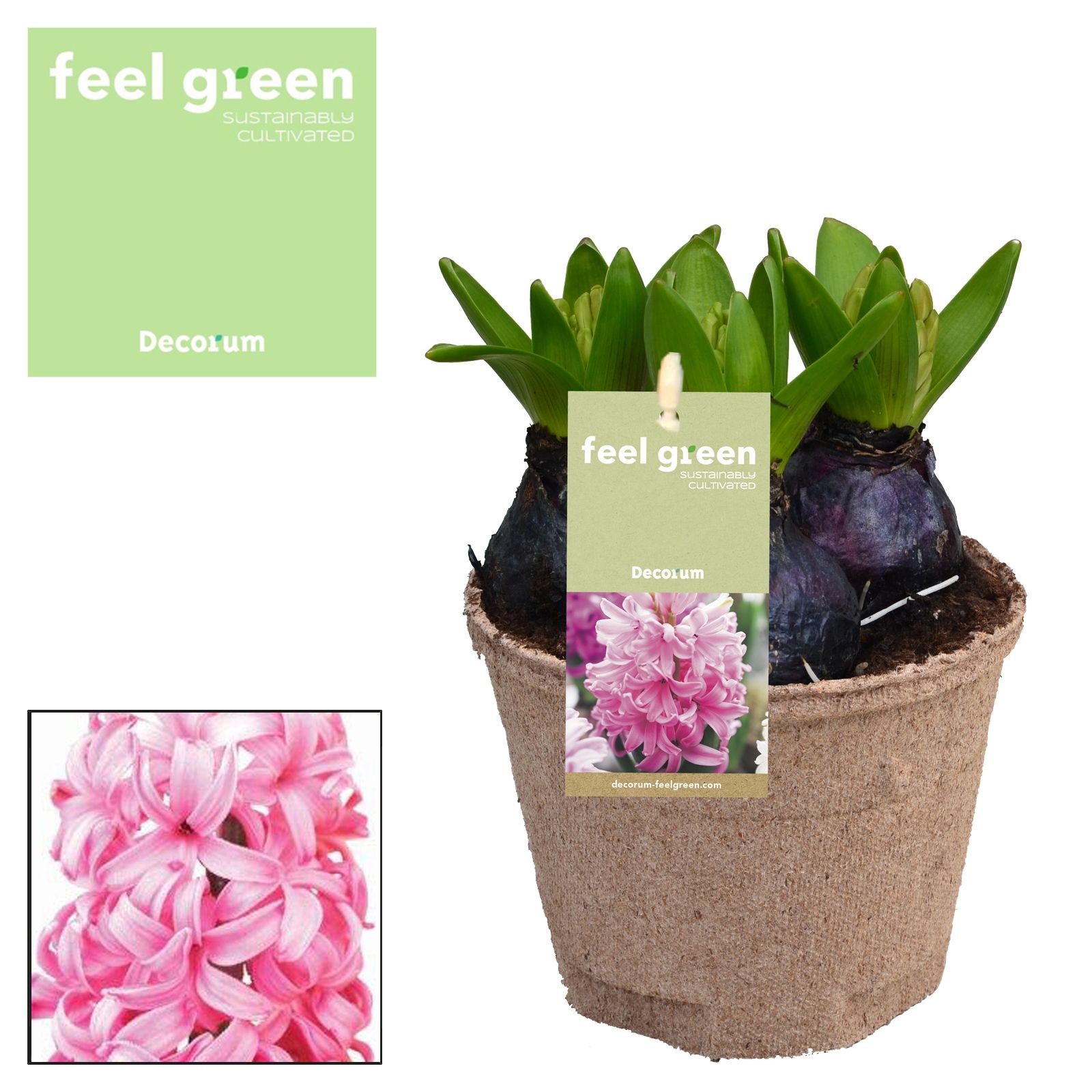 Hyacint Pink Pearl FEEL GREEN, D 12