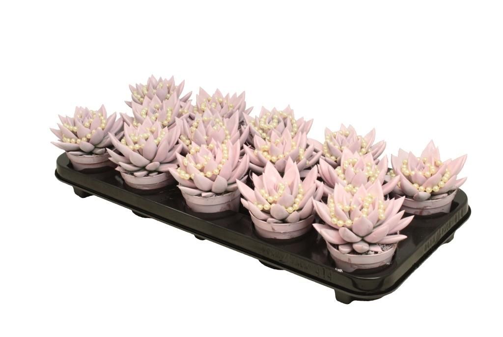 Miranda coloured pastel pink + chain, D 8,5