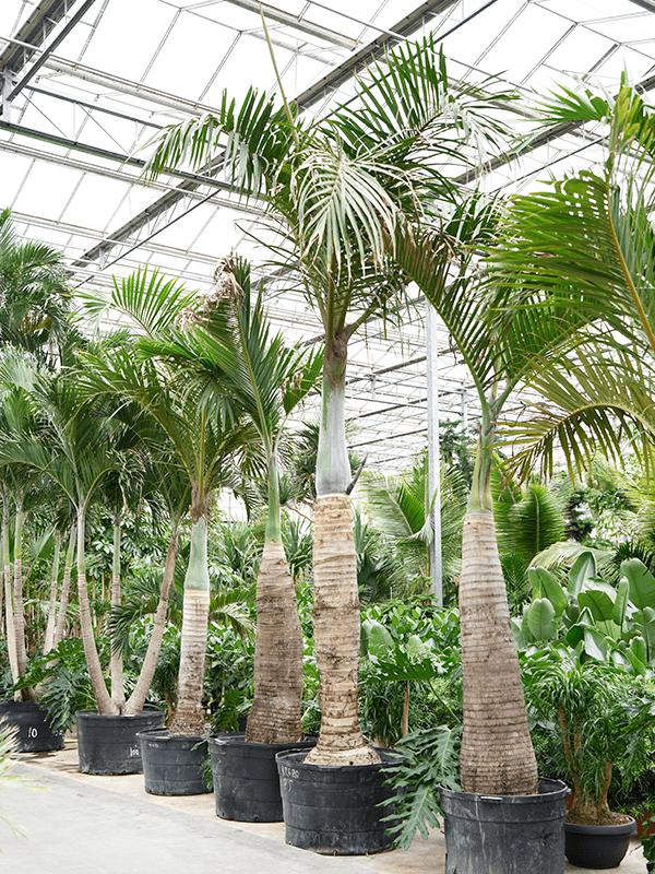 Hyophorbe verschaffeltii, D 110