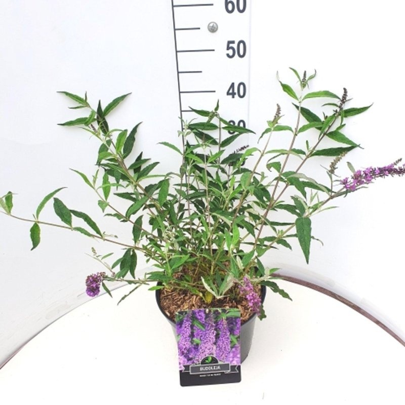 Buddleja d. 'Ile de France', D 29