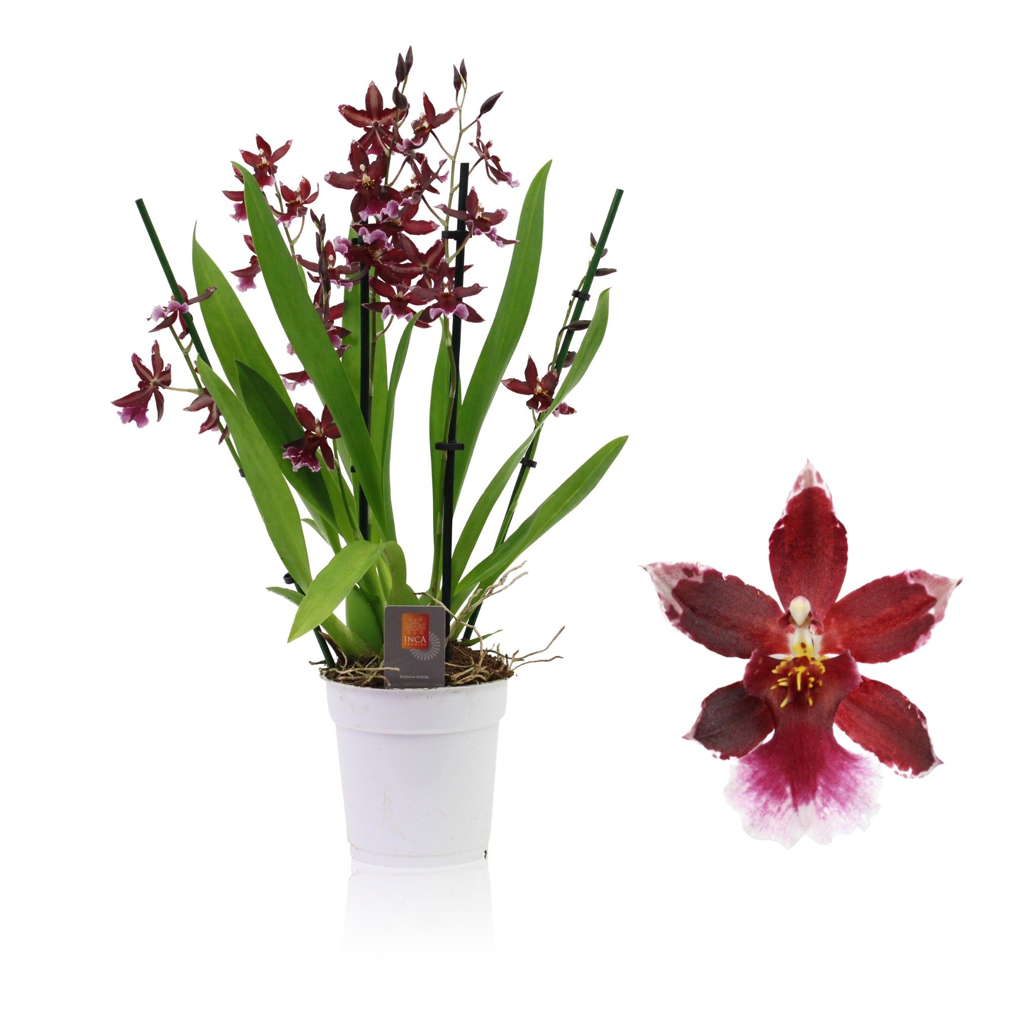 Inca Cambria Barrocco Red 4-5 spike, D 12