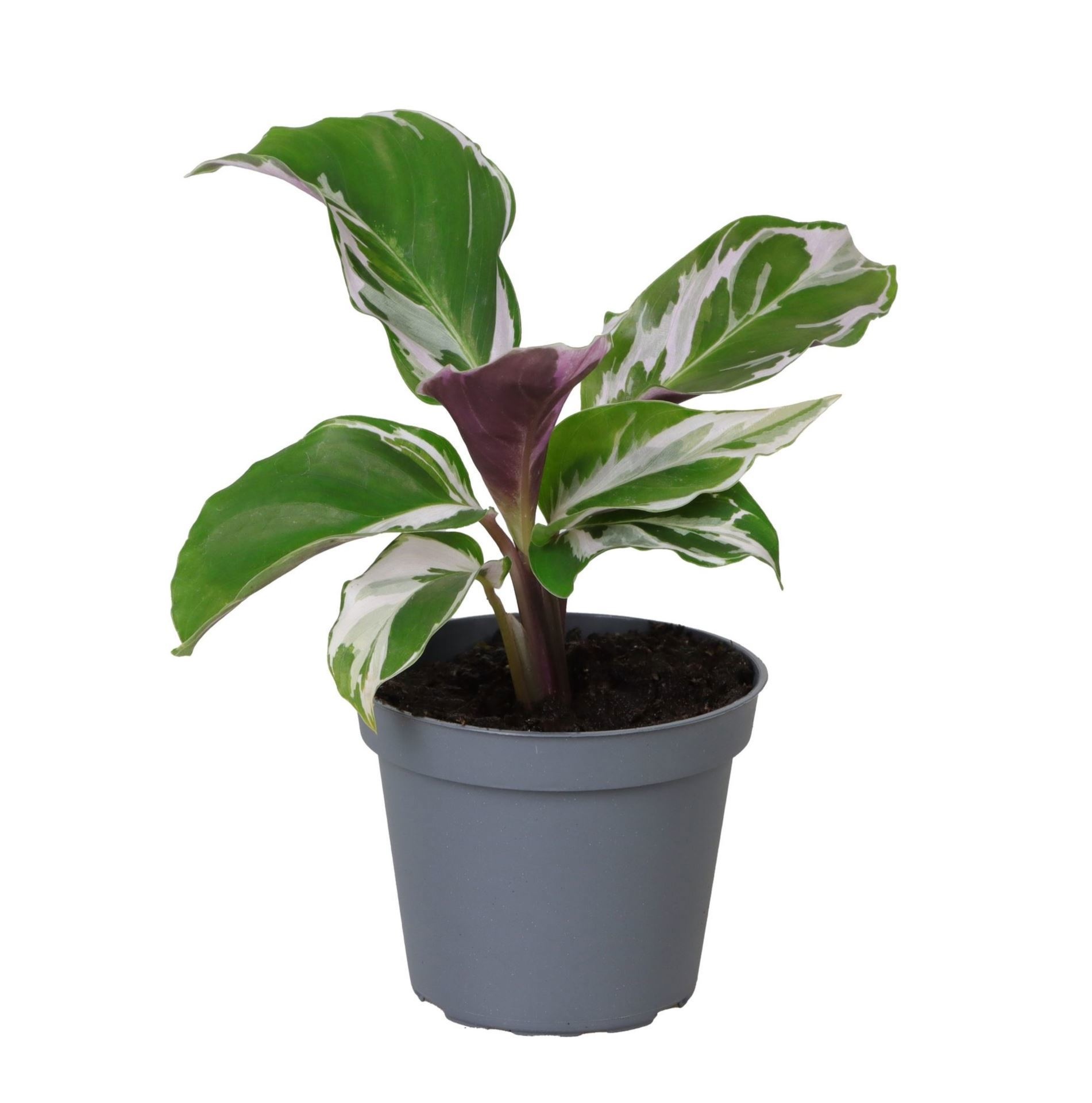 Calathea White Fusion 6 cm, D 6