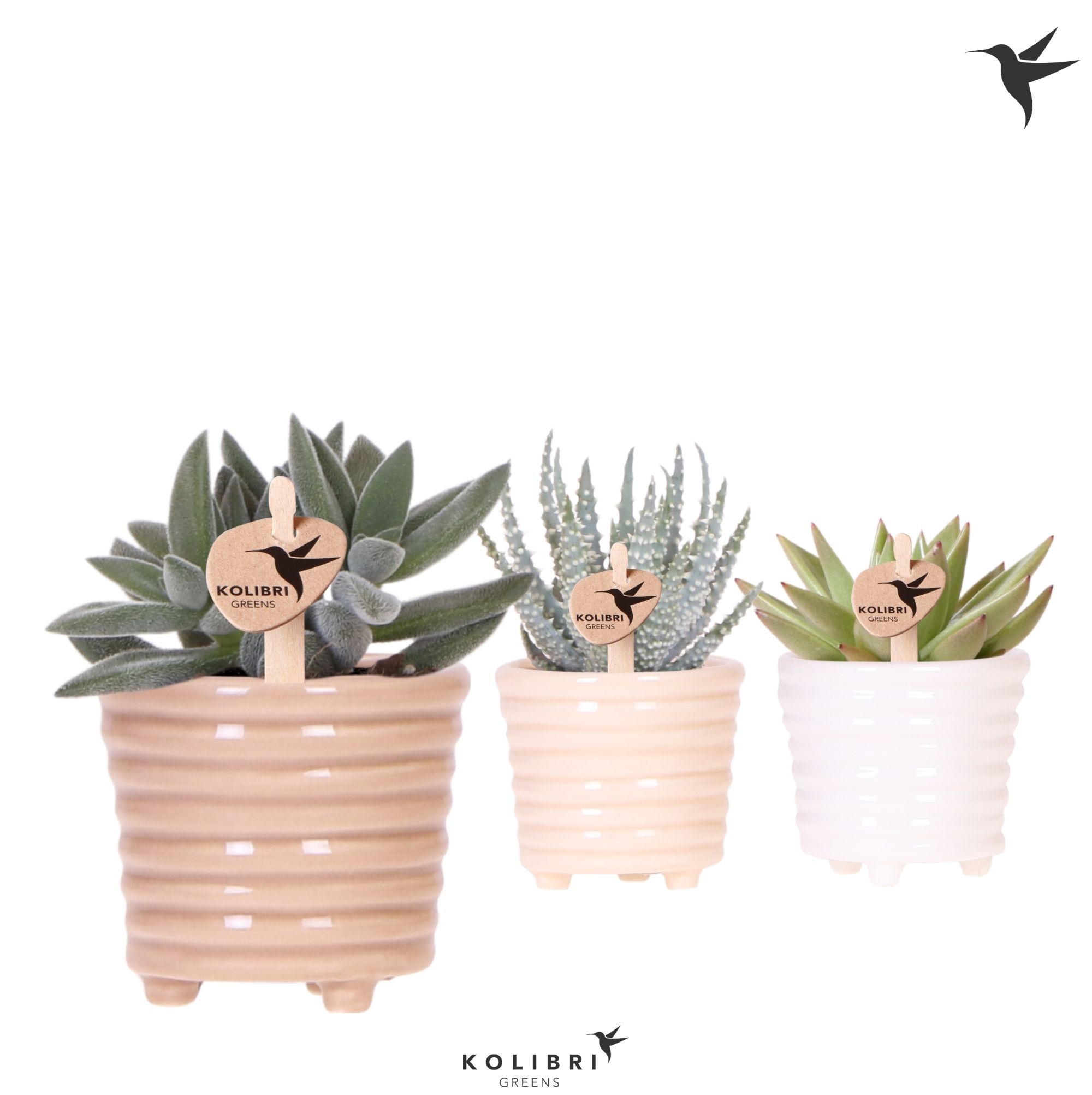 Kolibri Greens Succulenten mix in Ring pot mix, D 6