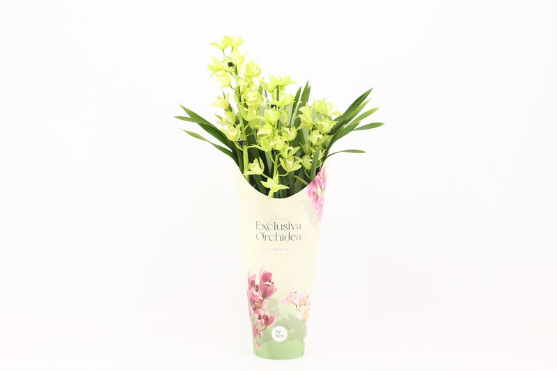 Potcover p14 exclusiva orchidea Cymbidium p14 Green Arrow 3T, D 14